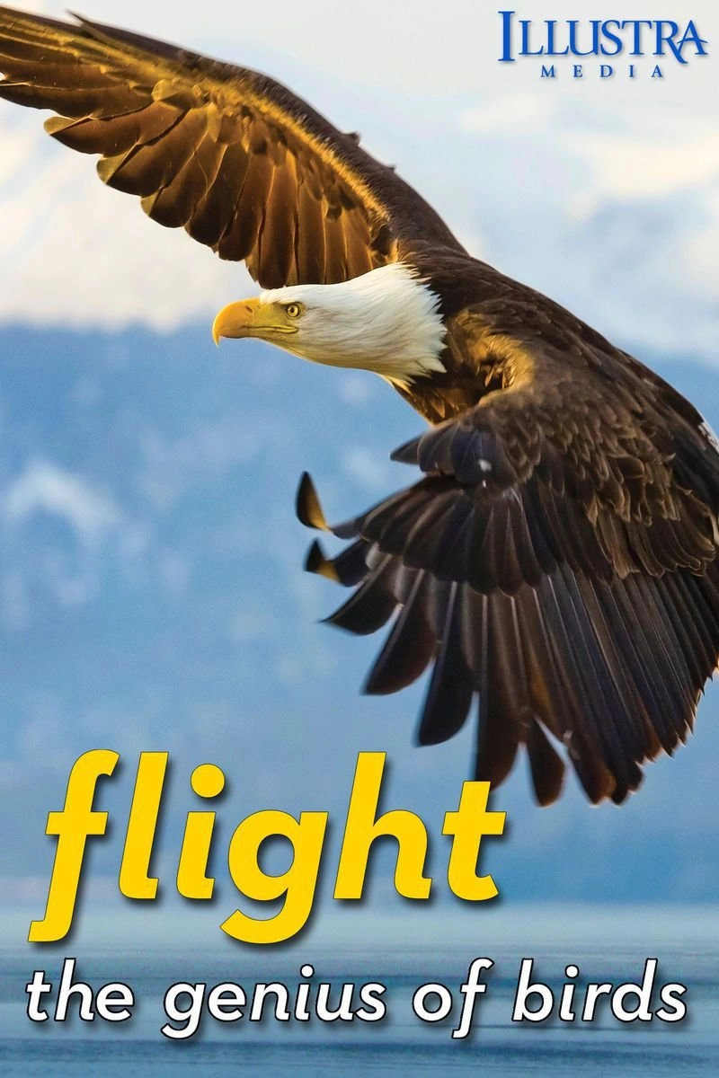 Affiche de Flight: The Genius of Birds