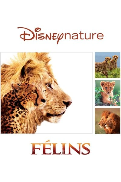Poster Félins