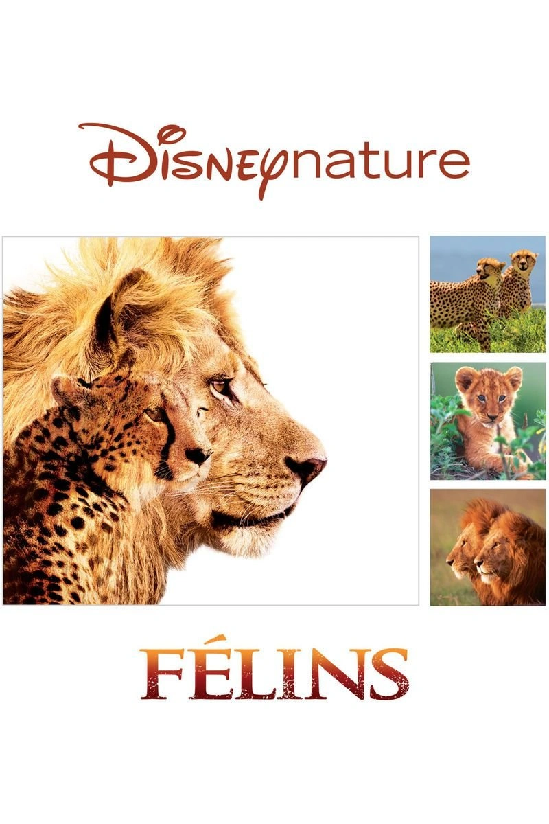 Affiche de Félins