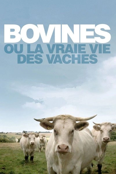 Affiche Bovines ou la vraie vie des vaches
