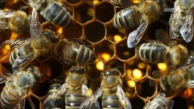 Poster Im Reich der wilden Bienen