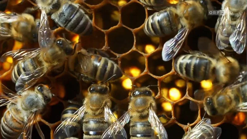 Poster van Im Reich der wilden Bienen