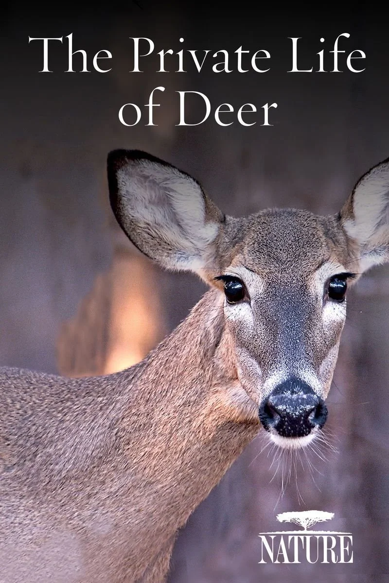 Affiche de Nature: The Private Life of Deer