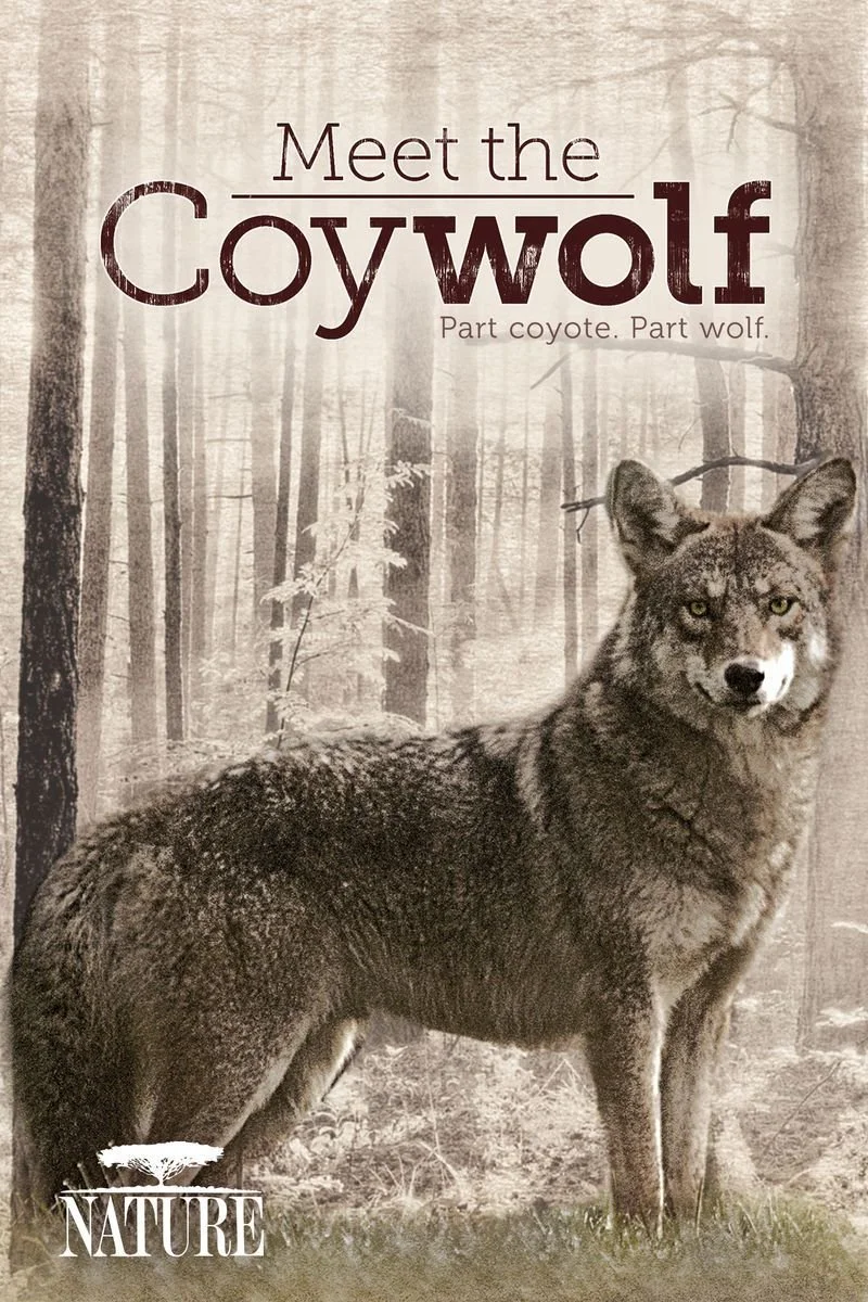 Poster van Nature: Meet the Coywolf