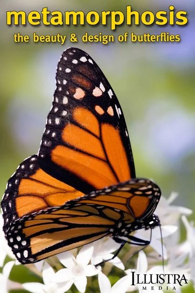 Affiche Metamorphosis: The Design and Beauty of Butterflies