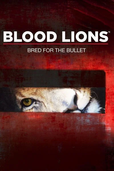 Affiche Blood Lions