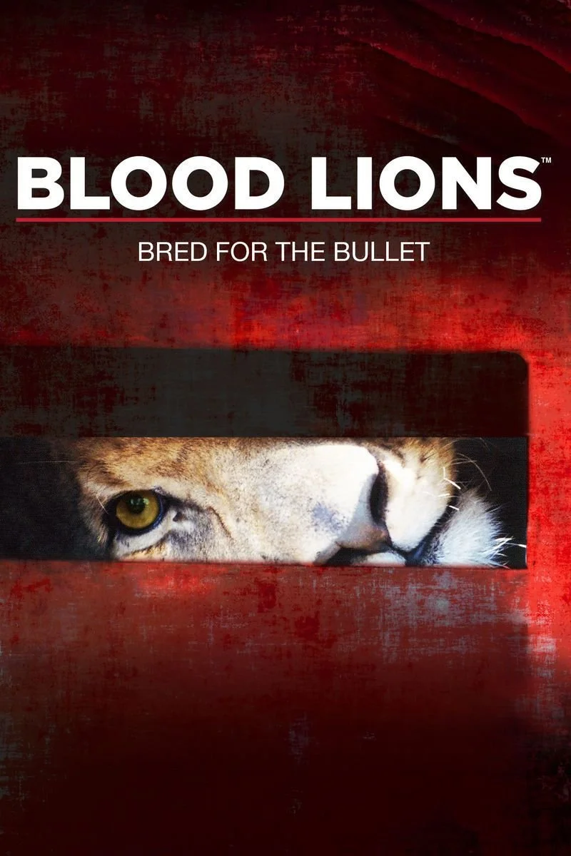 Affiche de Blood Lions