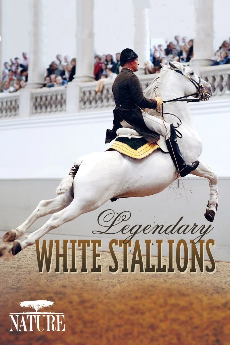 Poster van Nature: Legendary White Stallions