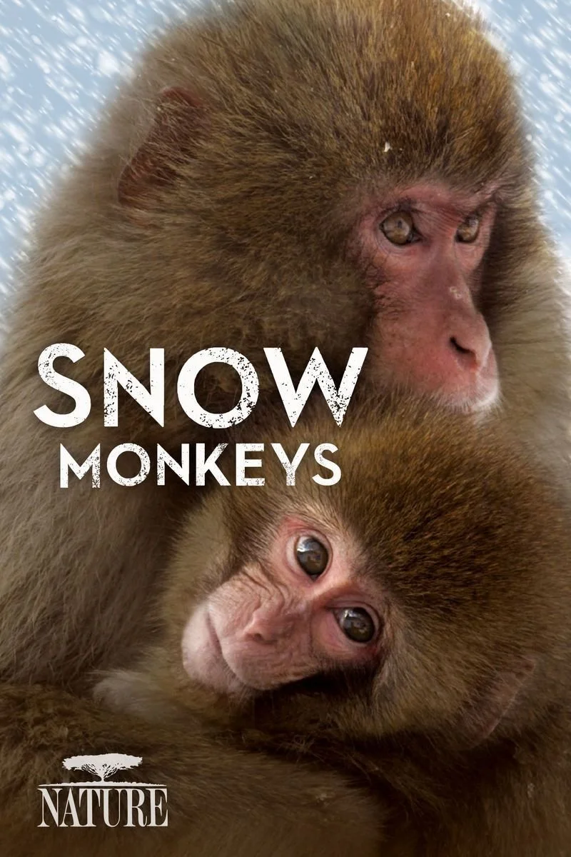Affiche de Snow Monkeys