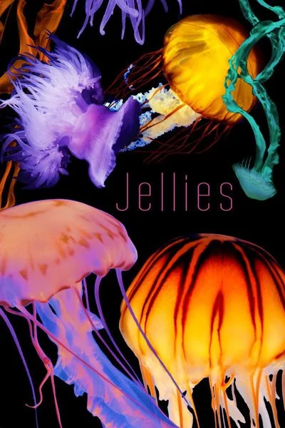 Affiche Jellies
