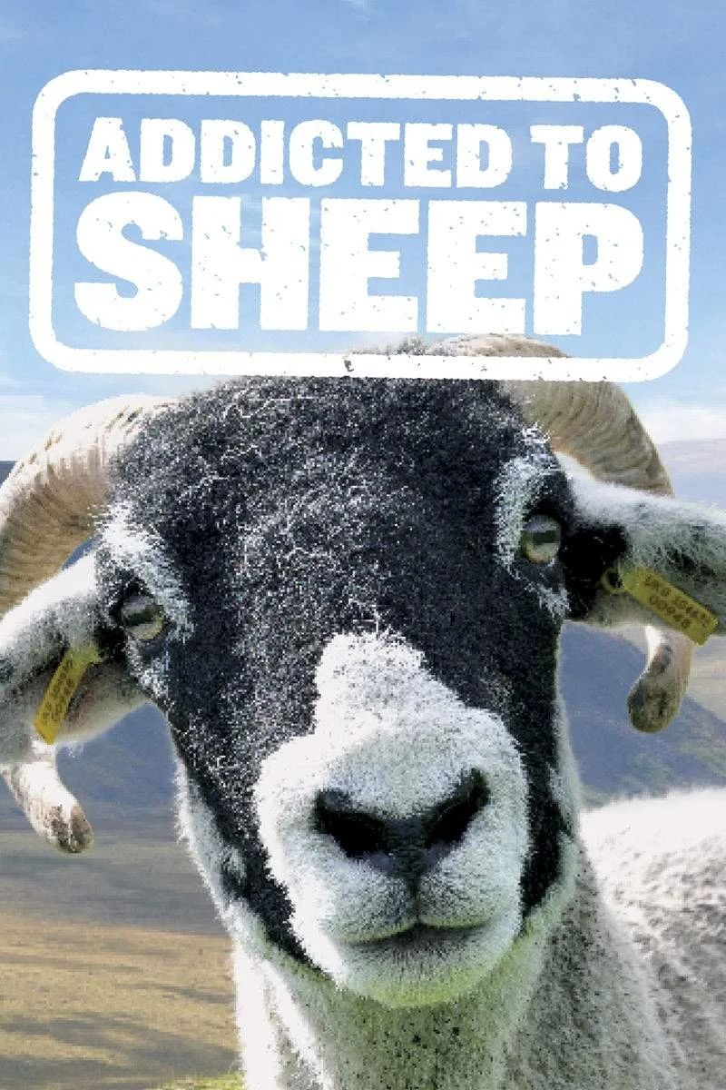 Poster van Addicted to Sheep