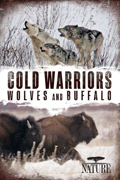 Affiche Nature: Cold Warriors - Wolves and Buffalo