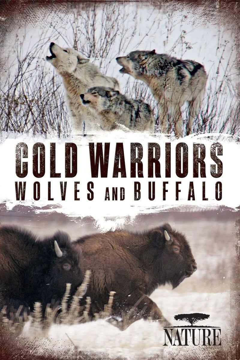 Affiche de Nature: Cold Warriors - Wolves and Buffalo