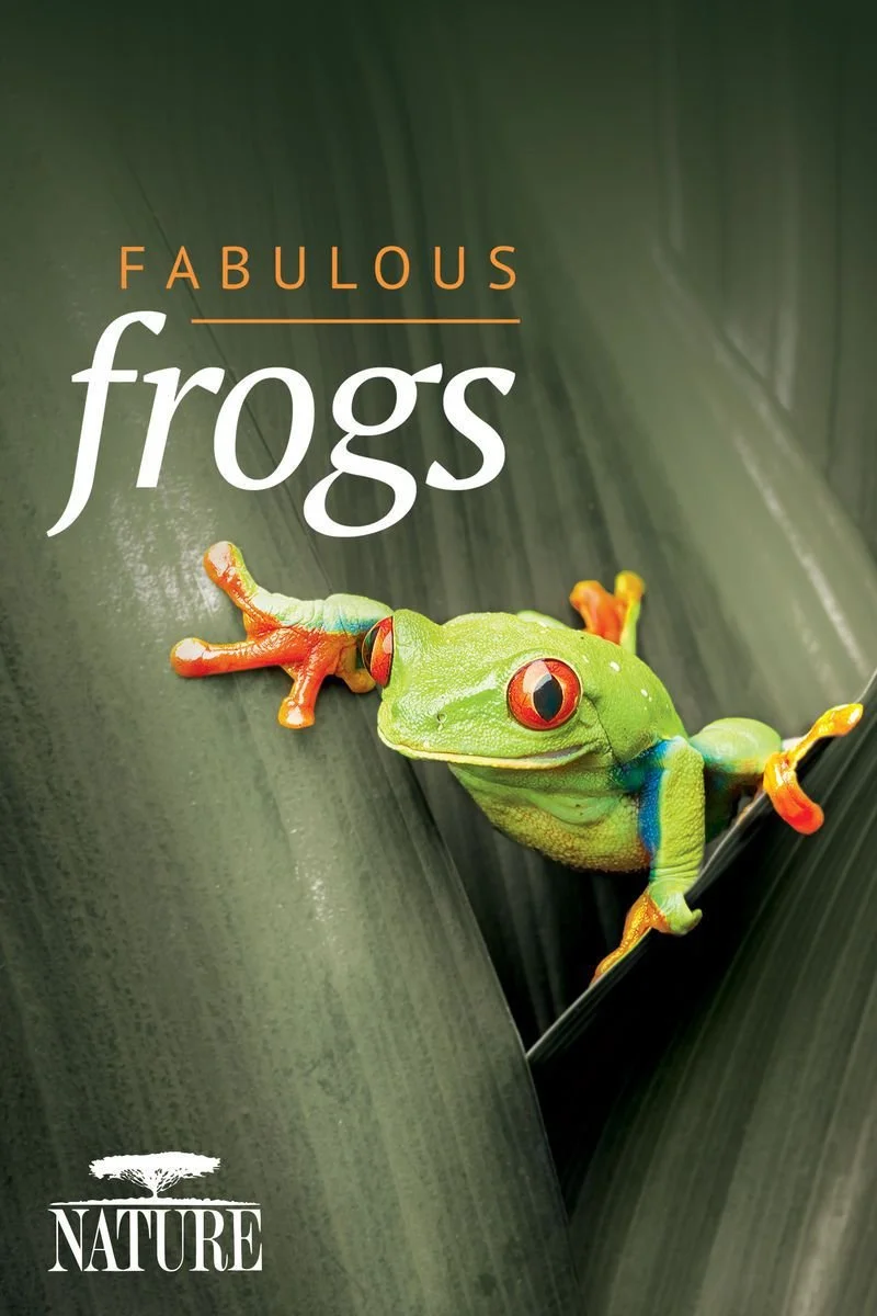 Affiche de Fabulous Frogs