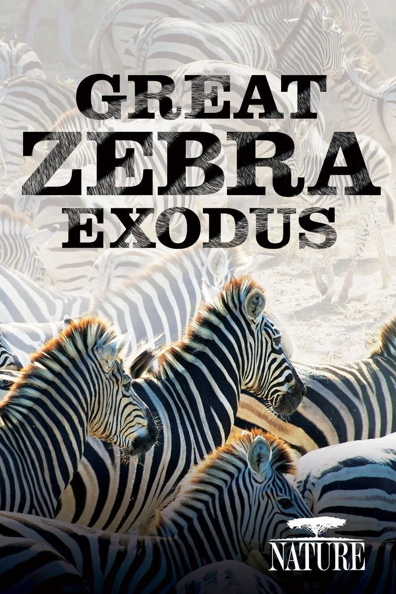 Affiche de Nature: Great Zebra Exodus
