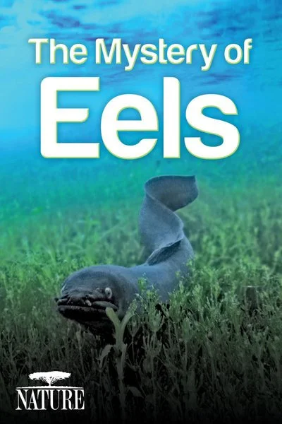 Affiche Nature: The Mystery of Eels