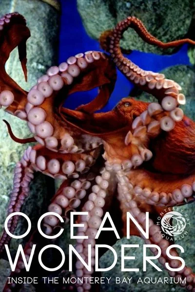 Poster Ocean Wonders: in het Monterey Bay Aquarium