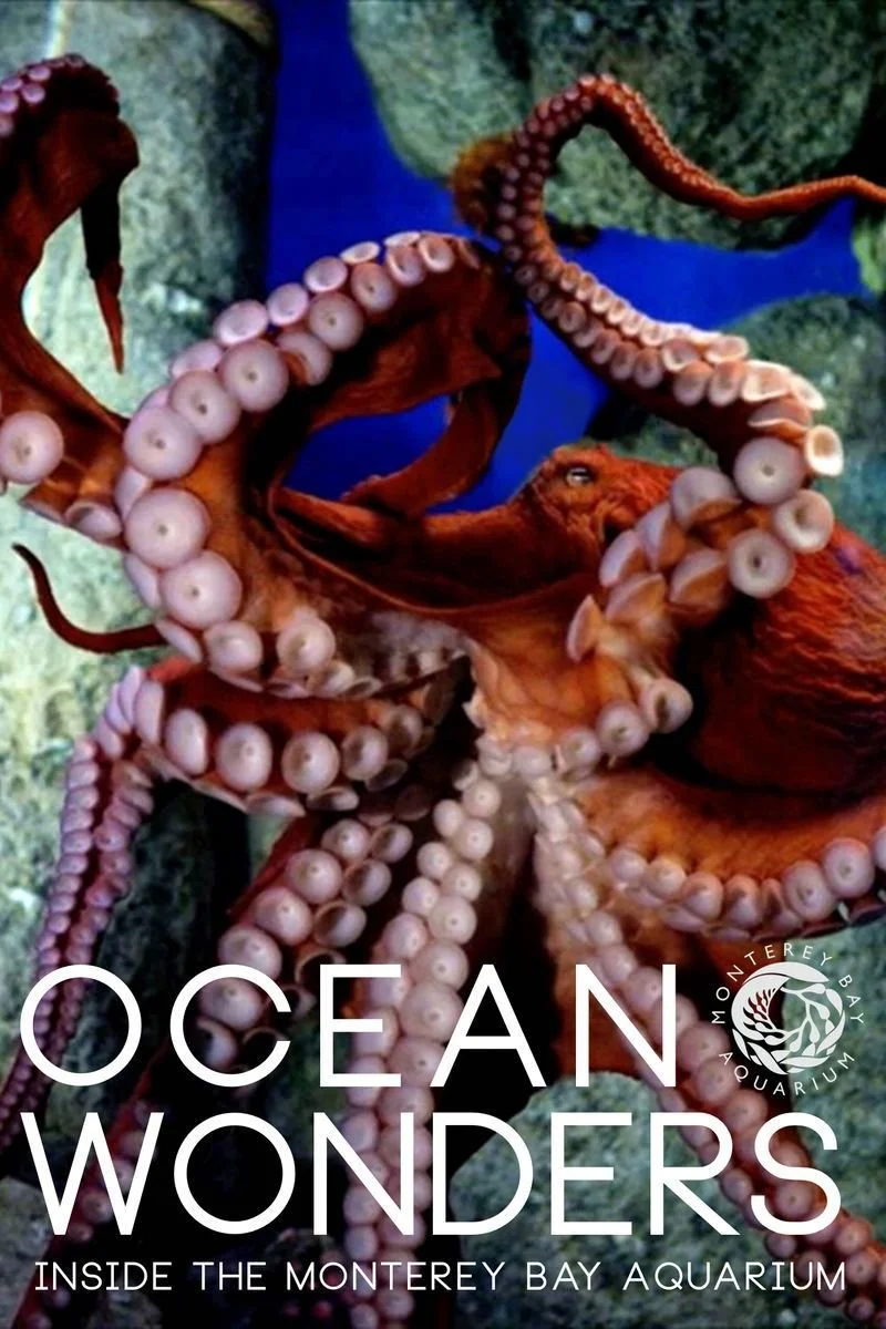 Poster van Ocean Wonders: in het Monterey Bay Aquarium