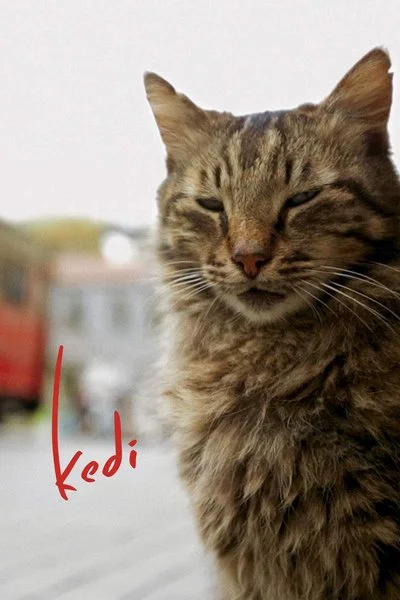 Poster Kedi