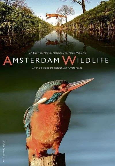 Affiche Amsterdam Wildlife