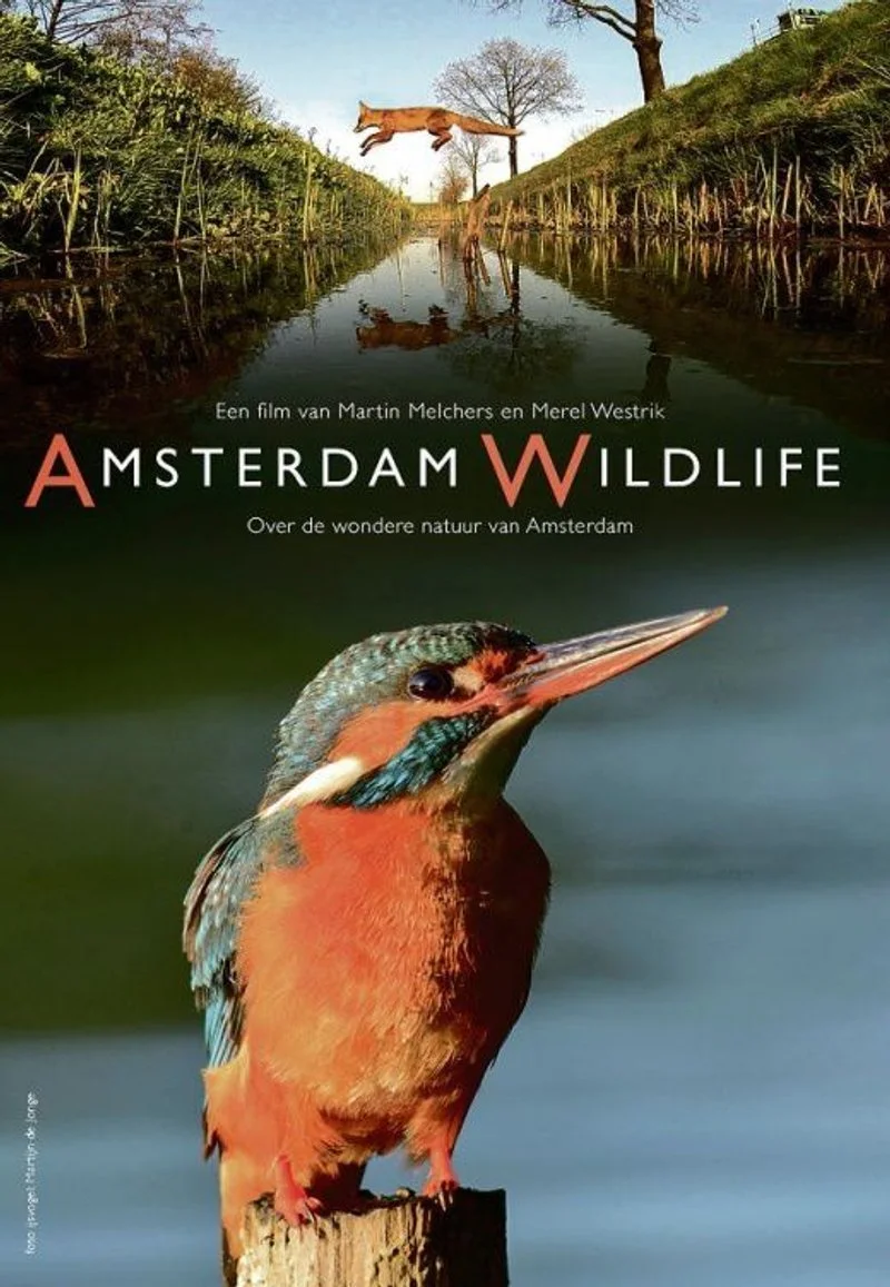 Affiche de Amsterdam Wildlife