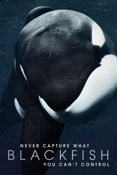 Poster Blackfish