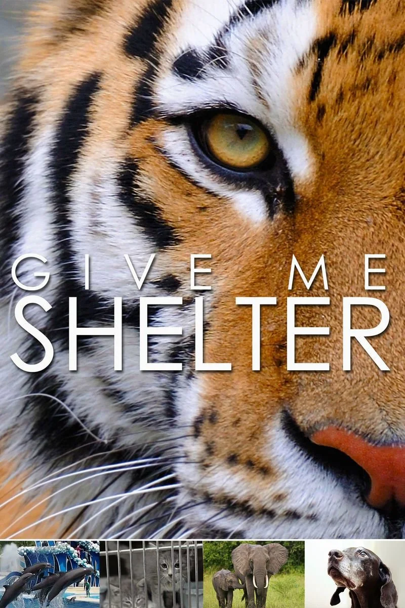 Affiche de Give Me Shelter