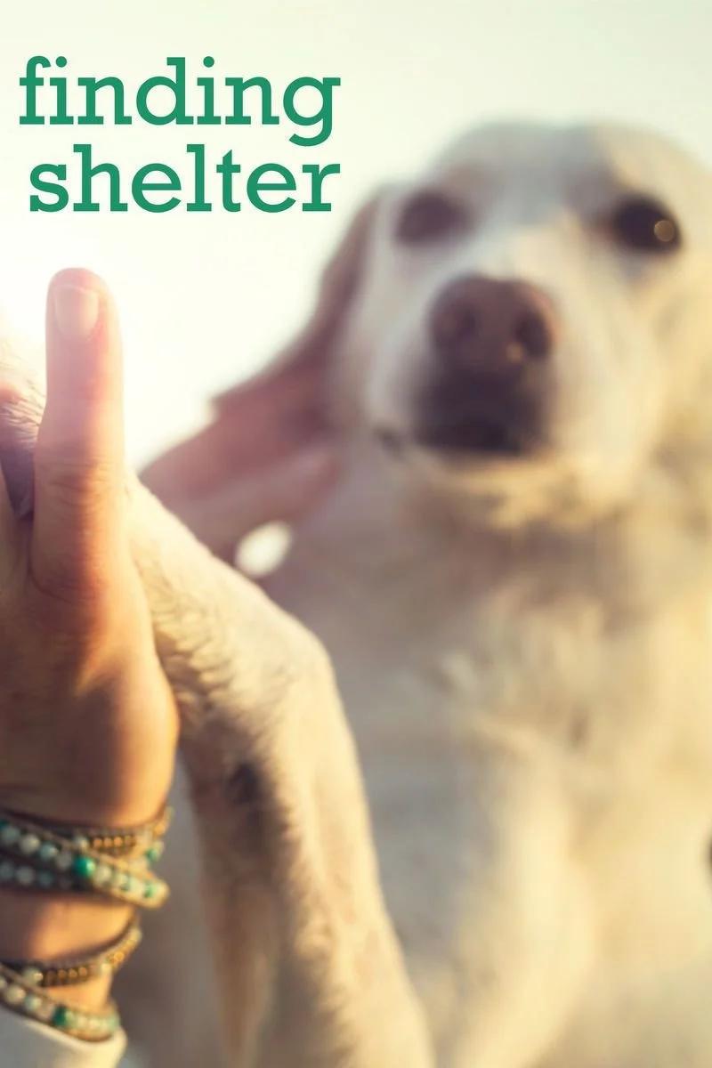 Poster van Finding Shelter