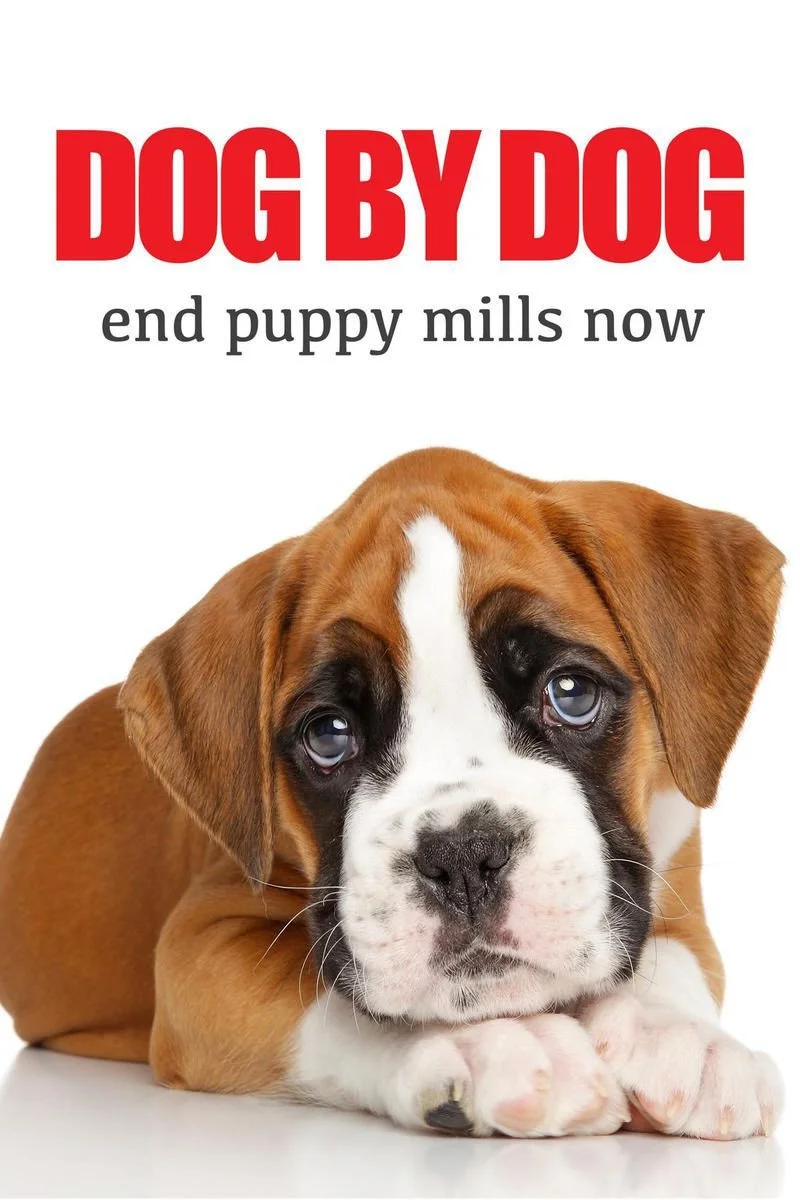Affiche de Dog By Dog