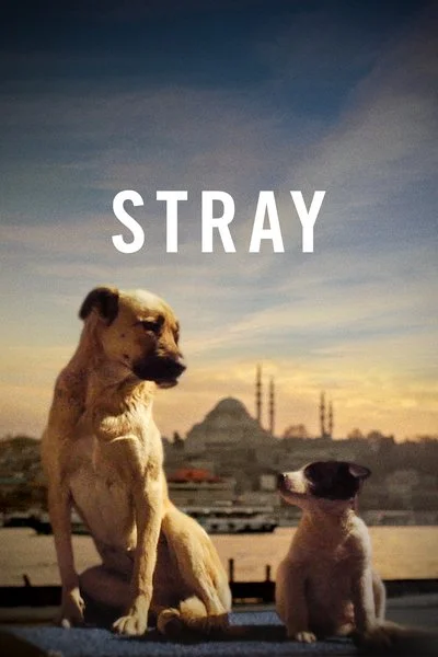 Affiche Stray