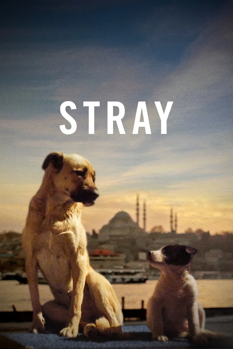 Affiche de Stray