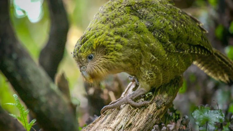 Poster van Brave New Wilderness Kakapo