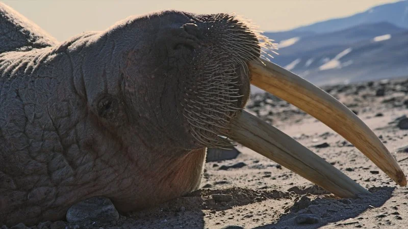 Affiche de Chasing Walrus