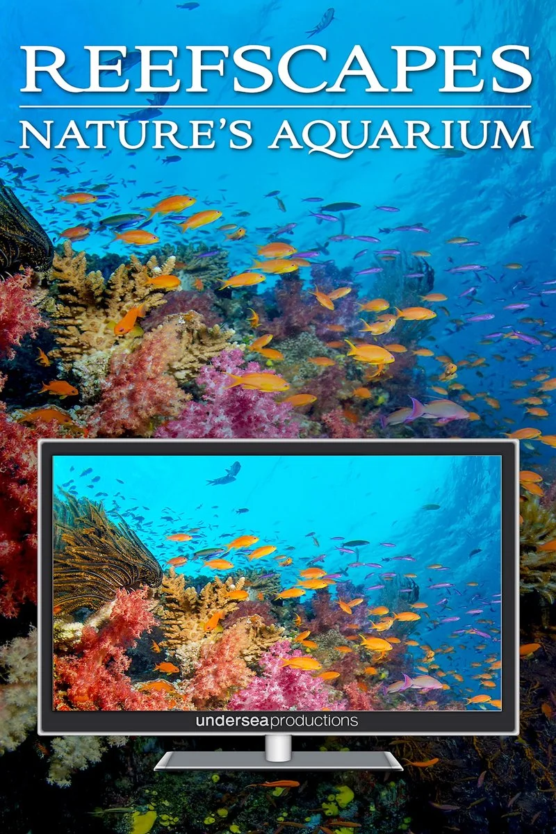 Affiche de Récifs coralliens : l’aquarium de la nature