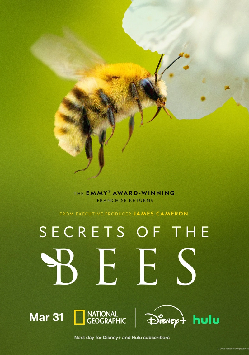 Affiche de Secrets of the Bees