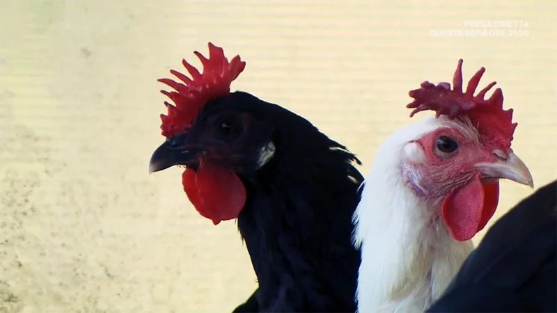 Affiche de Giovanni et ses poules