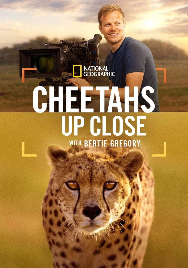 Affiche de Cheetahs Up Close with Bertie Gregory