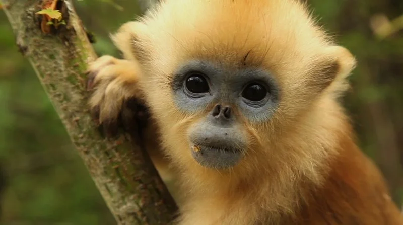 Poster van China's Hidden Monkeys