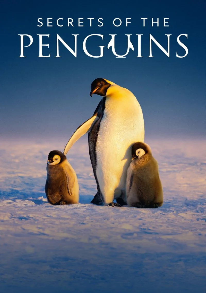 Affiche de Secrets of the Penguins