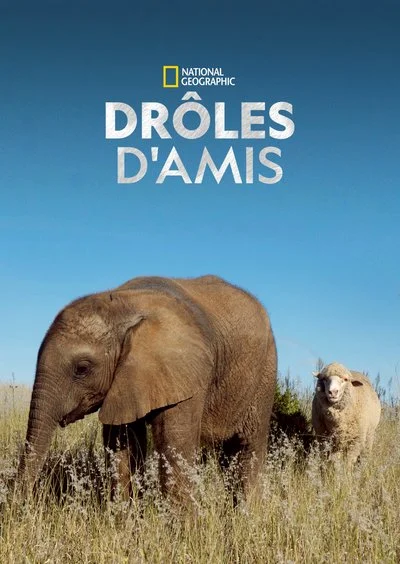 Affiche Drôles d'amis