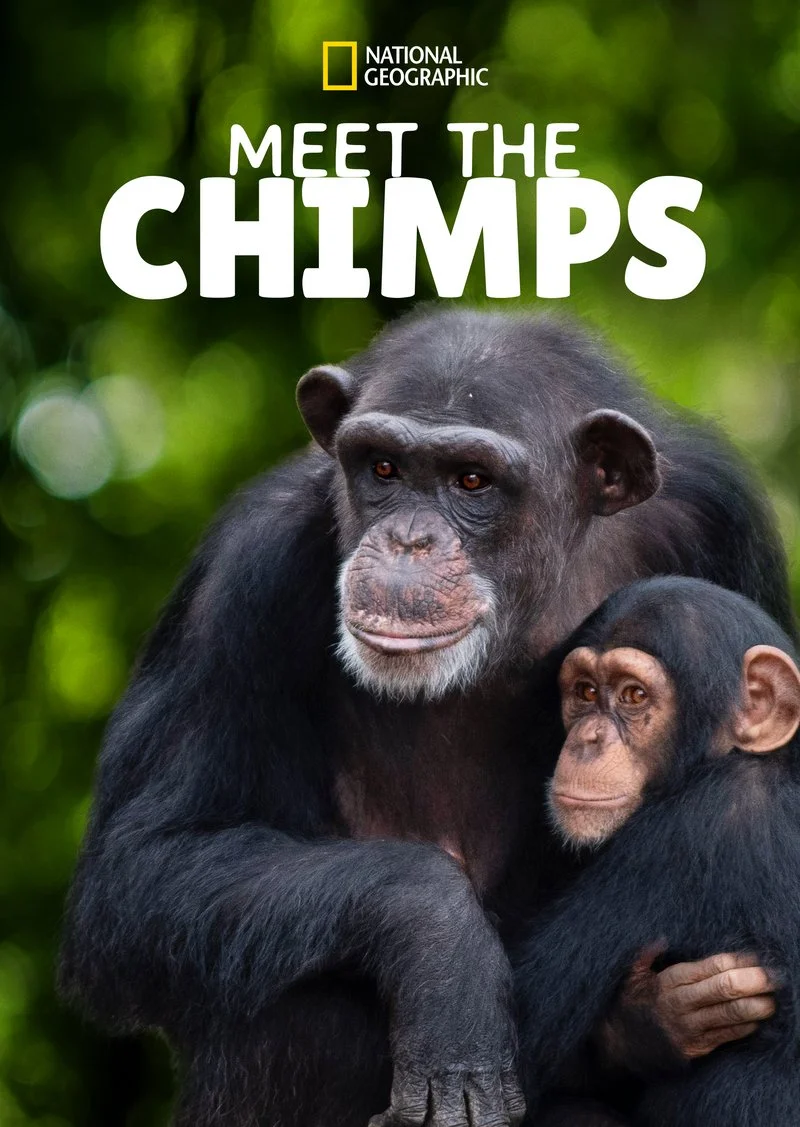 Poster van Meet The Chimps