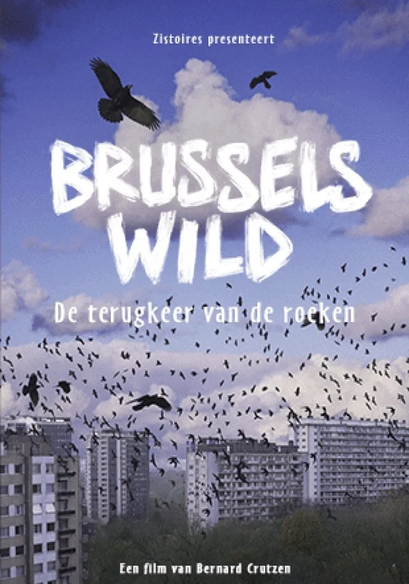 Poster van Bruxelles Sauvage - Le retour des corbeaux