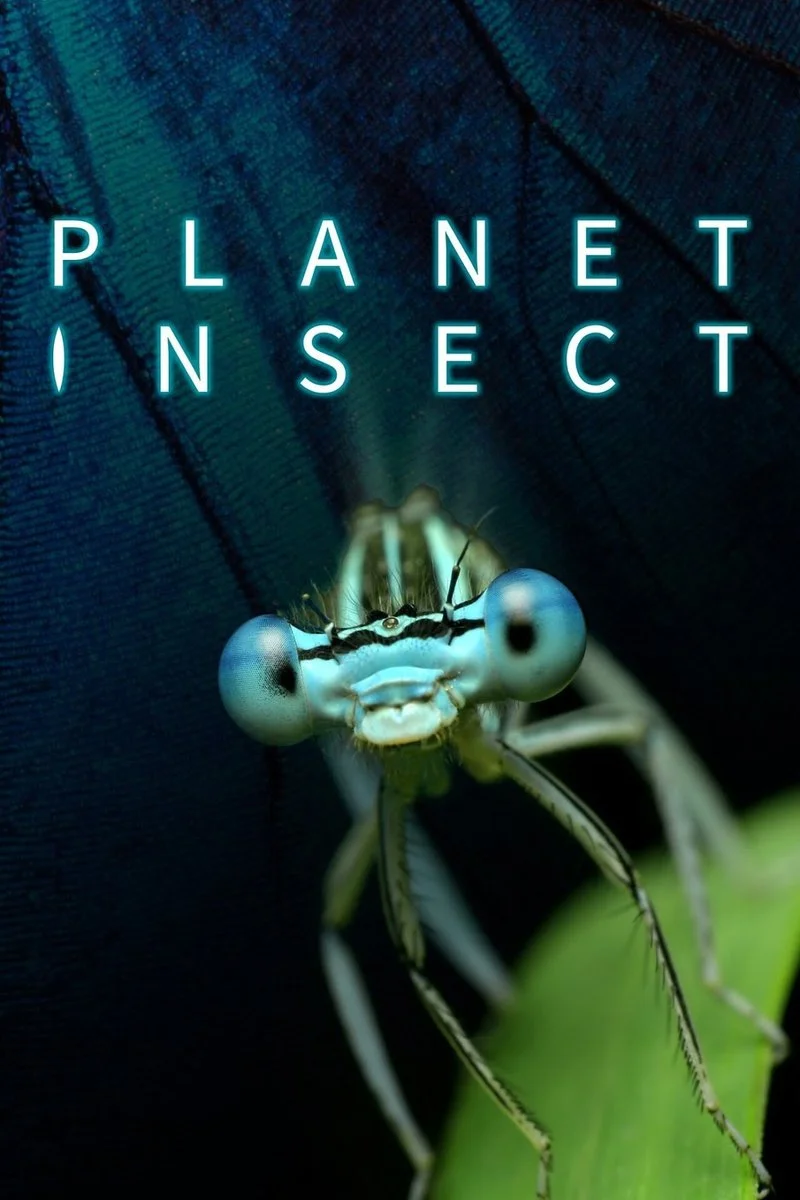 Affiche de Planet Insect