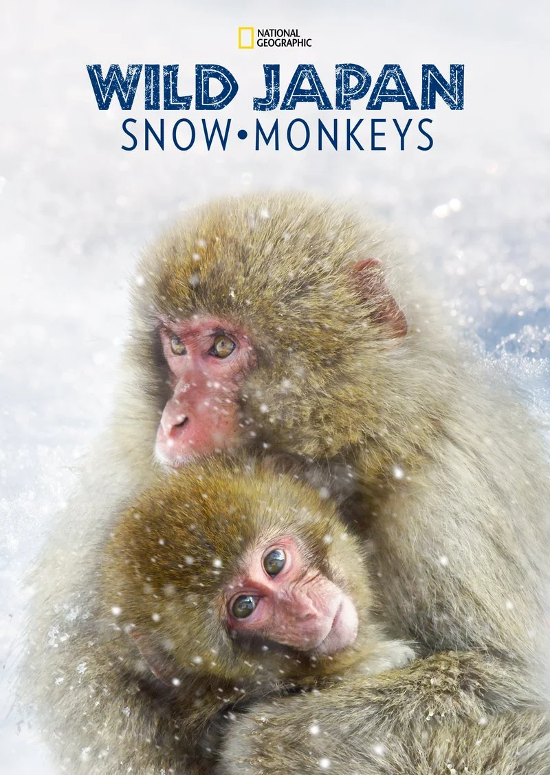 Poster van Wild Japan: Snow Monkeys