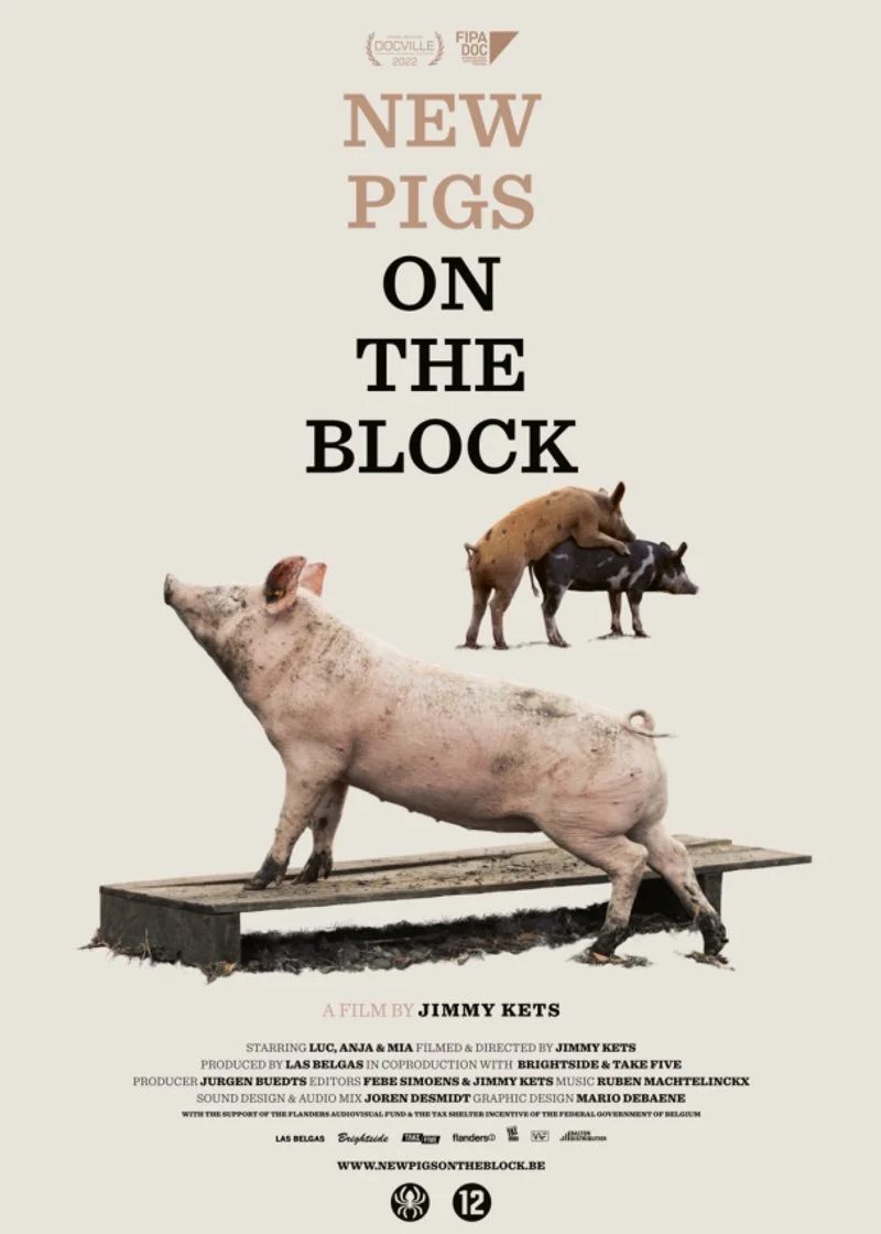 Poster van New Pigs on the Block