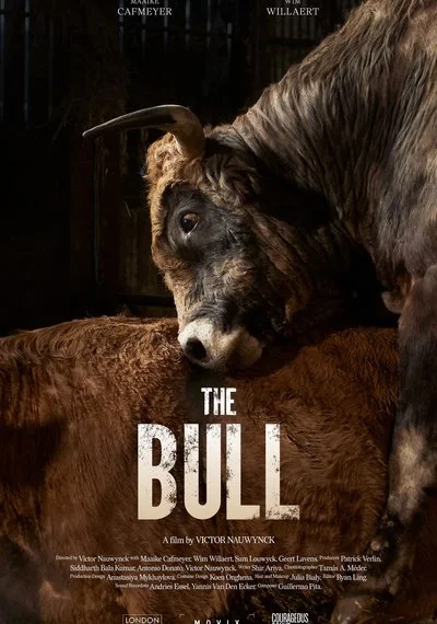 Affiche De Stier