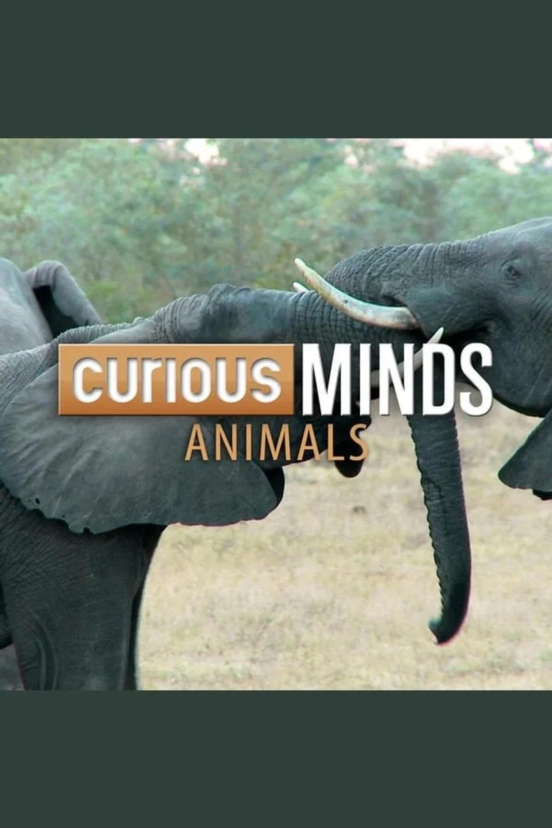 Poster van Curious Minds: Animals