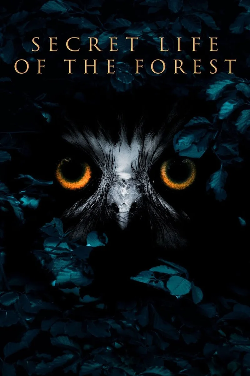 Poster van Inside the Forest: Seasons of Wonder