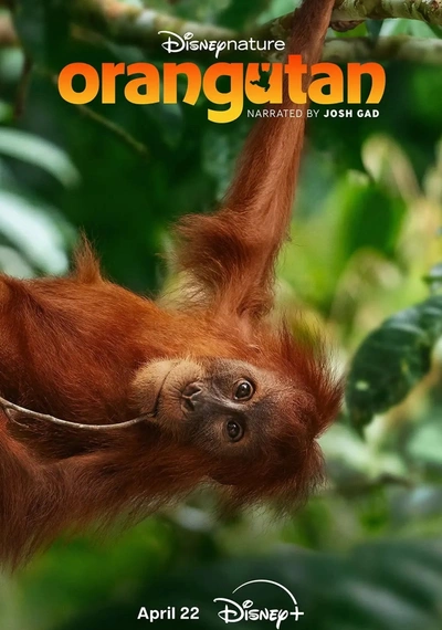 Poster Orangutan