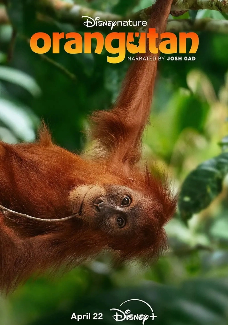 Affiche de Orangutan